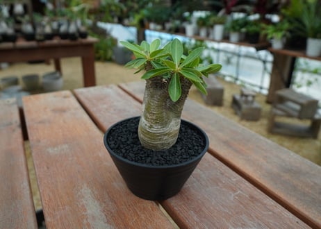 パキポディウム マカイエンセ　Pachypodium makayense　No.7