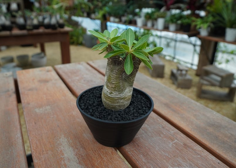 パキポディウム マカイエンセ Pachypodium makayense No.7 | man