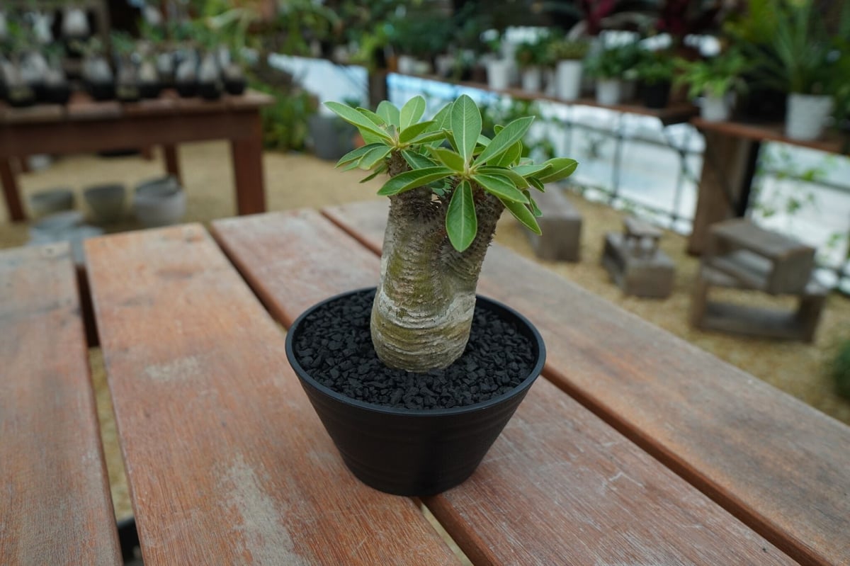 パキポディウム マカイエンセ Pachypodium makayense No.7 | man...