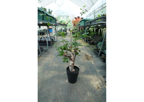 コミフォラ オルビクラリス　commiphora orbicularis