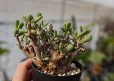 Ceraria pygmaea ケラリア ピグマエア　C NO.5