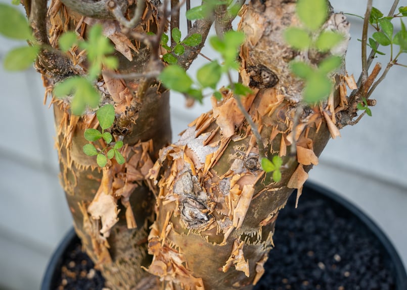 ブルセラ ファガロイデス NO.3 | mana's farm:塊根植物・アガベ