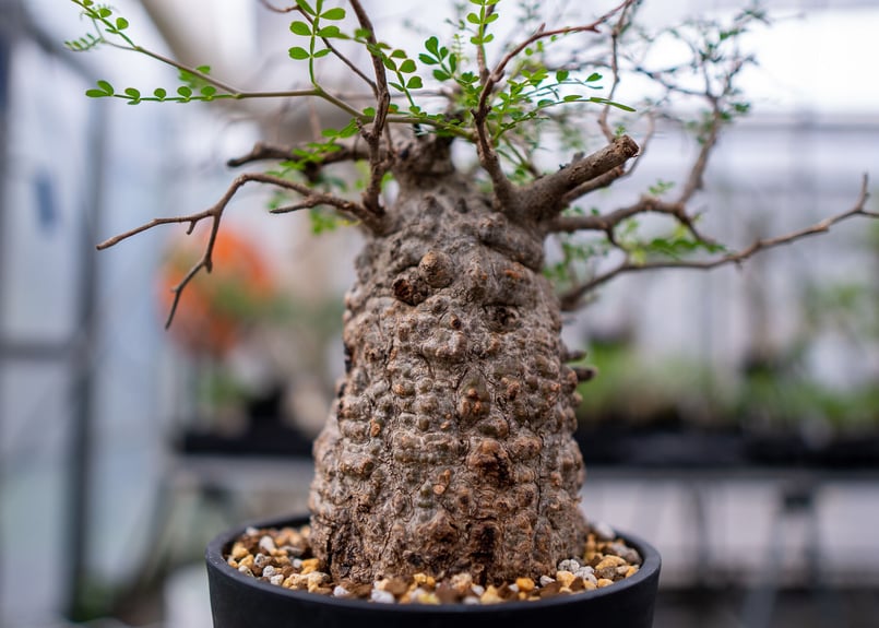 オペルクリカリア パキプス No.4 | mana's farm:塊根植物・アガベ