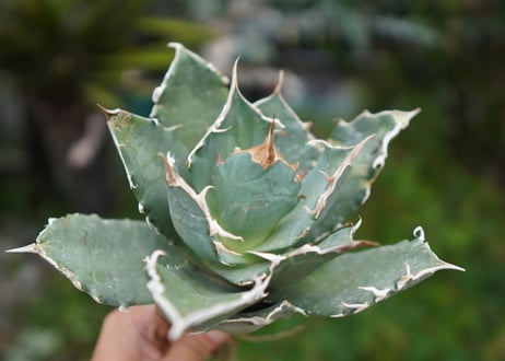 Agave titanota 白鯨 C NO.3