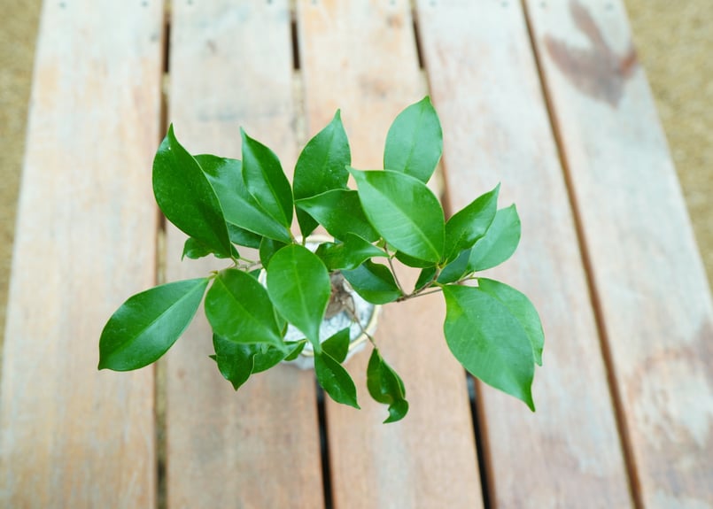 ガジュマル No.1 | mana's farm:塊根植物・アガベ・ドライガーデン植物