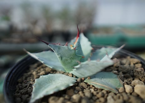 アガベ　パラサナ　”トライアンファント”　agave parrasana "triumphant"  A6