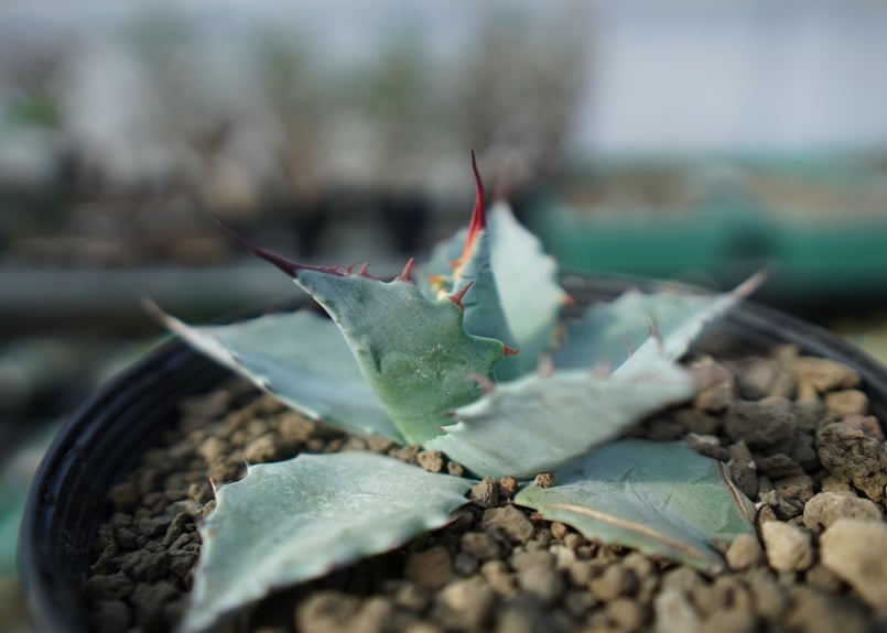 アガベ パラサナ ”トライアンファント” agave parrasana