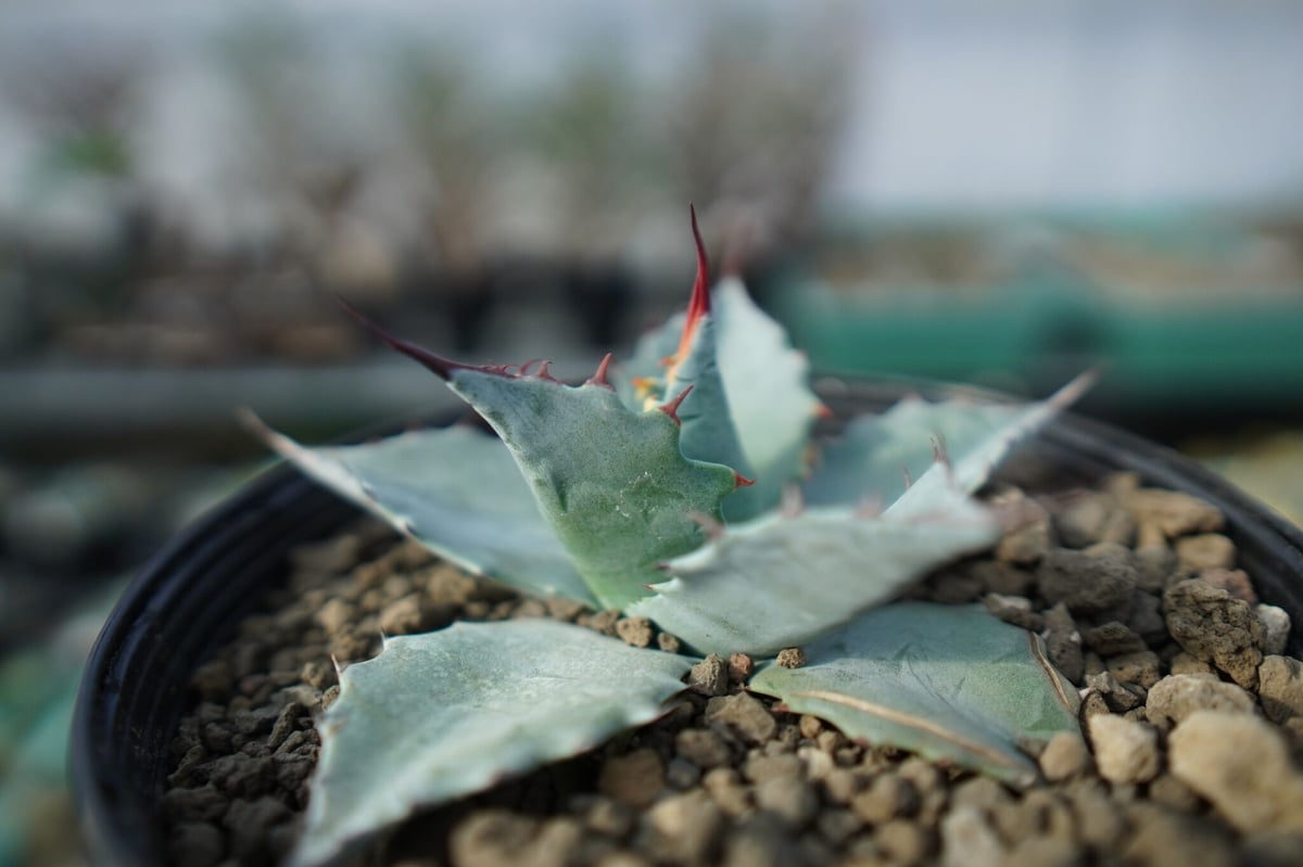 アガベ パラサナ ”トライアンファント” agave parrasana 