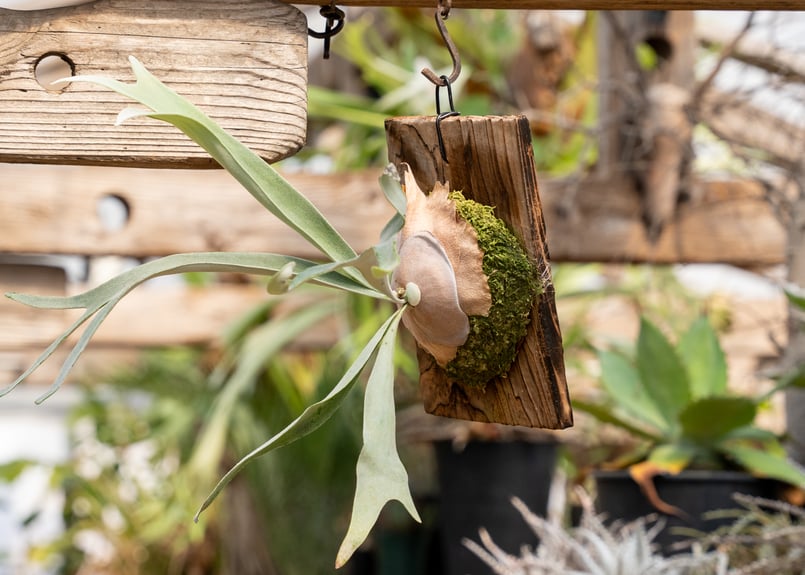 P. veitchii 'Lemoinei' (TC) | mana's farm:塊根植物・