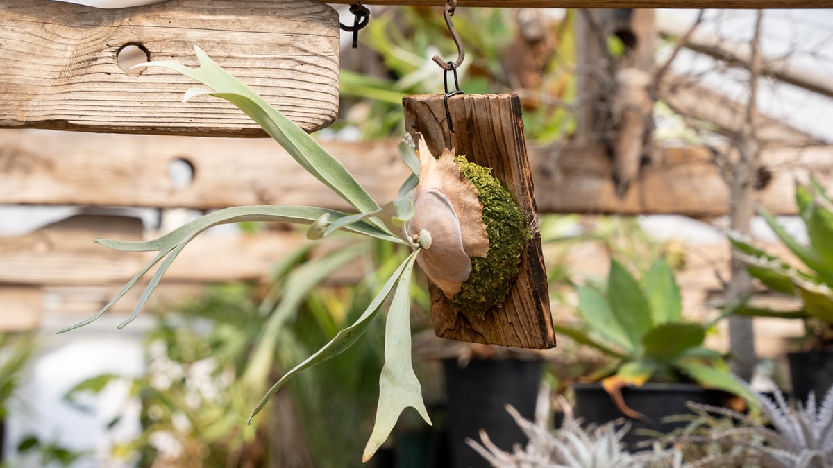 P. veitchii 'Lemoinei' (TC) | mana's farm:塊根植物・ P. veitchii 'Lemoinei' (TC) | mana's farm:塊根植物・