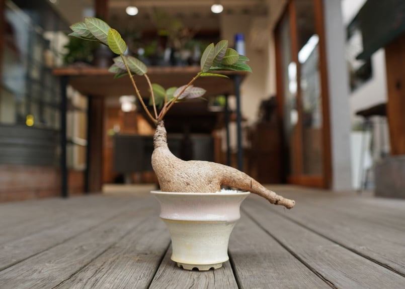 フィランサス ミラビリス Phyllanthus mirabilis | mana's far