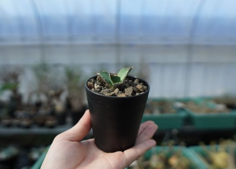カキコアガベ　チタノタ　FO-76　agave titanota  FO-76　子株　A12