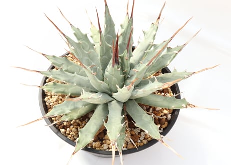 Agave utahensis var nevadensis