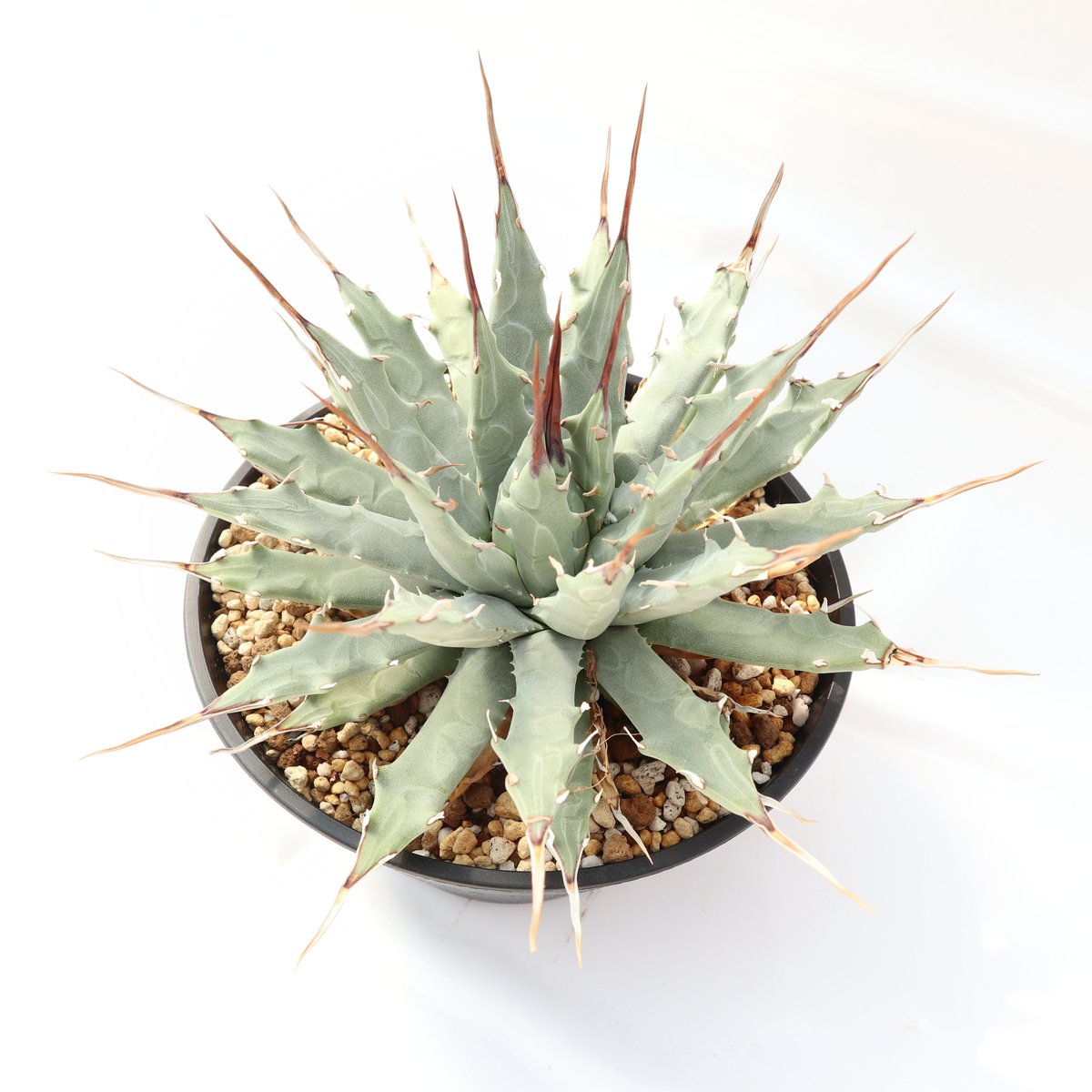 Agave utahensis var nevadensis | mana's farm:...