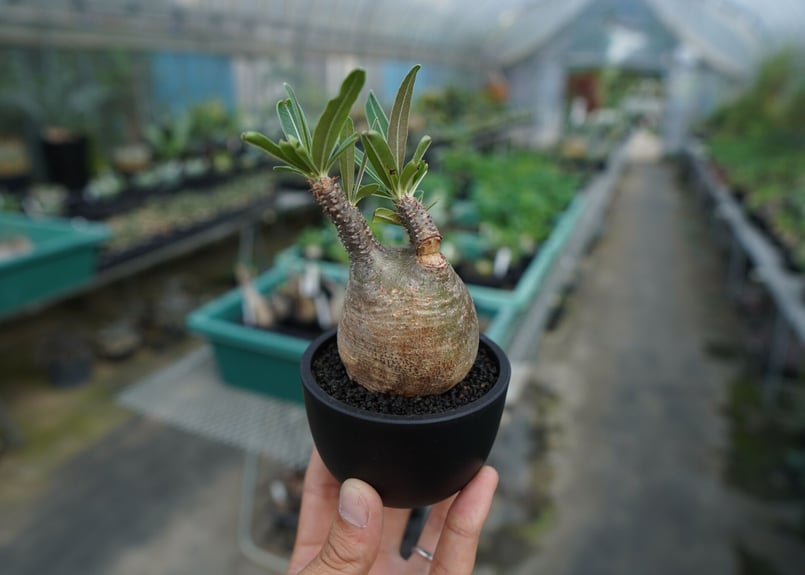 発根管理中】パキポディウム グラキリス Pachypodium Gracilius