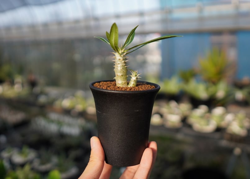 ホロンベンセ 現地球 発根済 塊根植物 ダブルヘッド 2頭 ホロンベンセ 現地球 発根済 塊根植物 ダブルヘッド 2頭