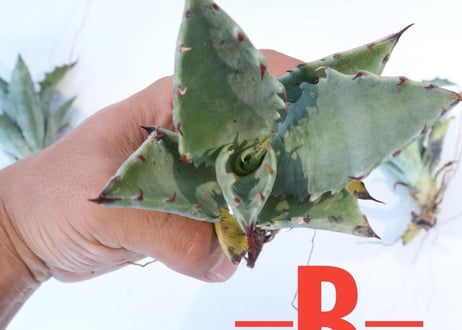 Agave colorata