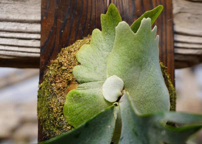 ビカクシダ ウィリンキー ジュエル P. willinckii 'Jewel' (spore