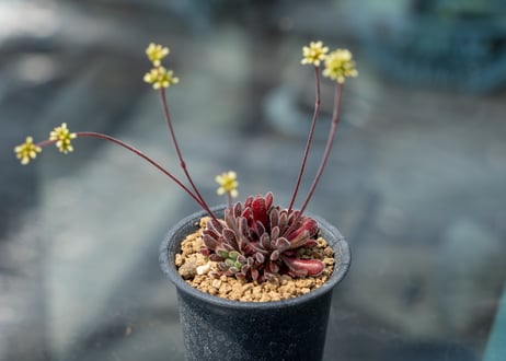 CATEGORY 〜5000 | mana's green:塊根植物販売|マナズグリーン CATEGORY 〜5000 | mana's green:塊根植物販売|マナズグリーン