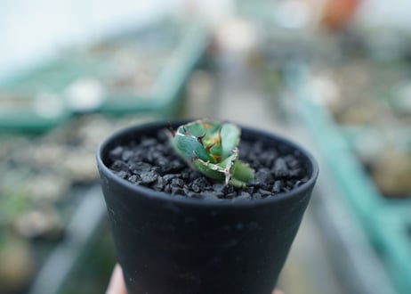 アガベ　チタノタ　 ブラックアンドブルー 　Agave titanota black and blue　No.2