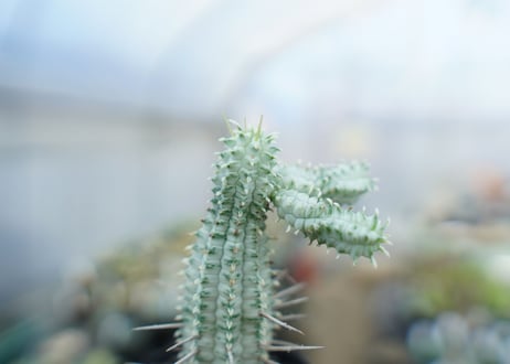 ユーフォルビア　ミルクトロン　Euphorbia mammillaris cv. variegat　No.3