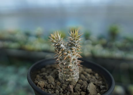 パキポディウム　伊藤ハイブリッド　Pachypodium 'Itoh Hybrid'  No.1