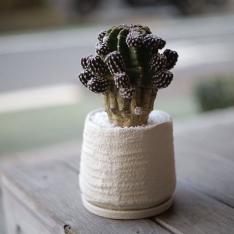 STORES サボテンの検索結果