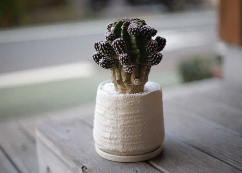 サボテン サボテンフォルモーサ Echinopsis subdenudata | mana's farm