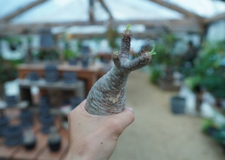 【抜き苗】パキポディウム　グラキリス　 Pachypodium Gracilius  No.7