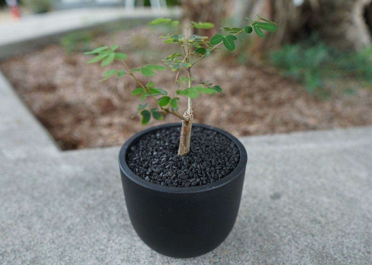 沖縄実生株】デロニクス デカリー Delonix decaryi No.2 | mana's