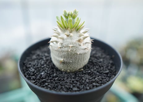 パキポディウム　恵比寿大黒　Pachypodium Densicaule　No.5
