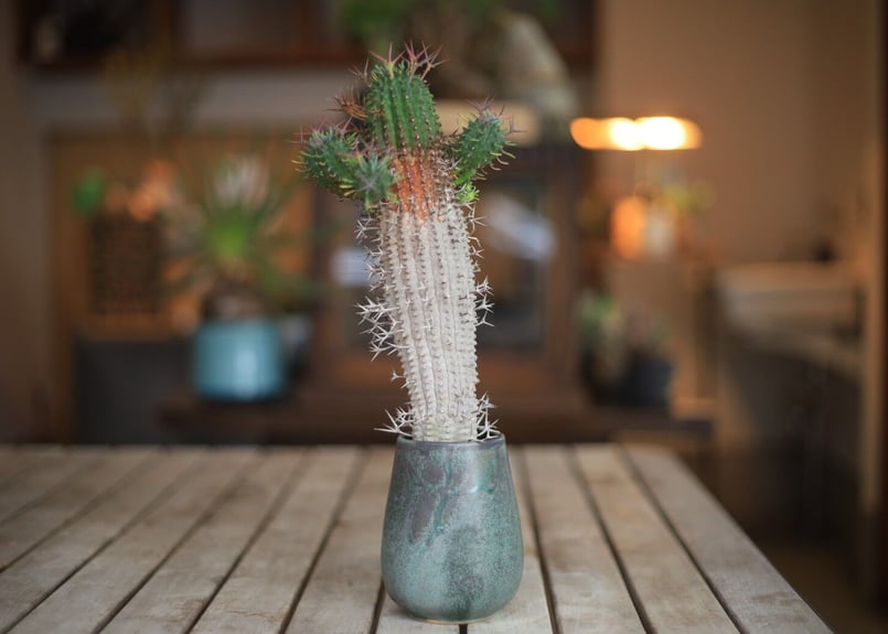 群星冠 Euphorbia stellispina | mana's green:塊根植物販売 群星冠 Euphorbia stellispina | mana's green:塊根植物販売