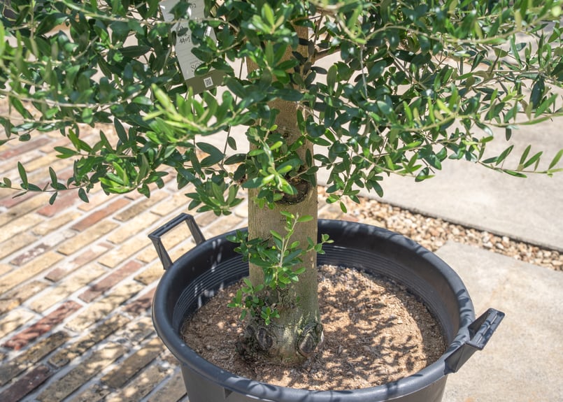 創樹　オリーブ　ネバディロブランコ　14 国産オリーブ ネバディロブランコ No.14 | mana's farm:塊根植物