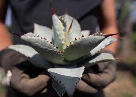 Agave pygmaea Dragontoes