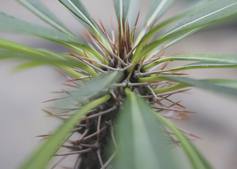 パキポディウム ラメリー | mana's farm:塊根植物・アガベ・ドライ