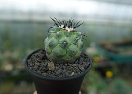 コピアポア　モンタナ 　”妖鬼玉”　Copiapoa montana