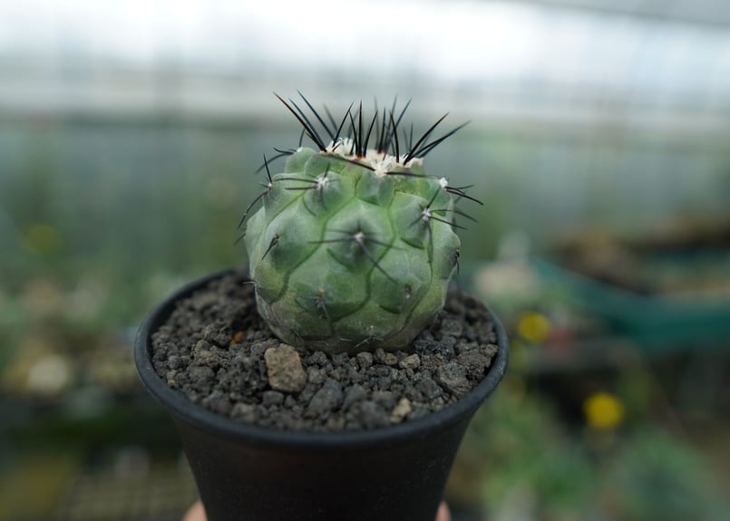 コピアポア モンタナ ”妖鬼玉” Copiapoa montana | mana's far