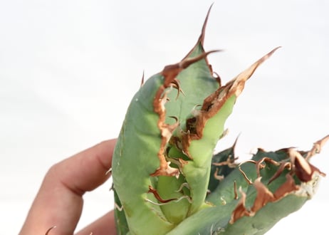Agave titanota FO-76