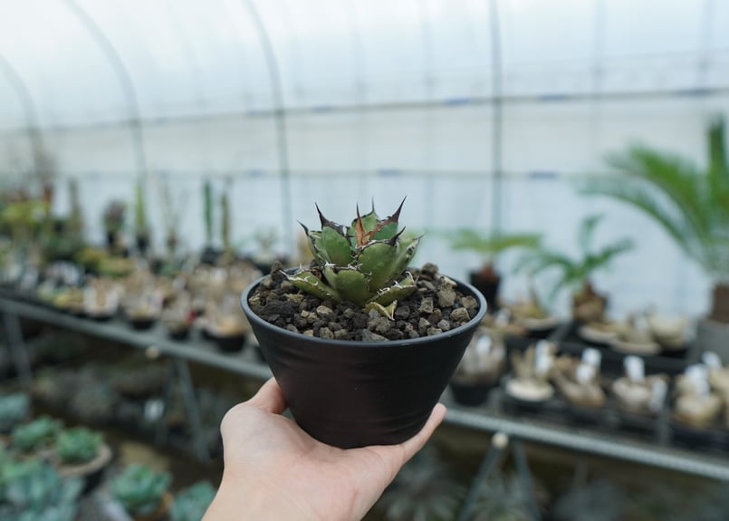 アガベ チタノタ FO-76 agave titanota FO-76 No.11 | ma