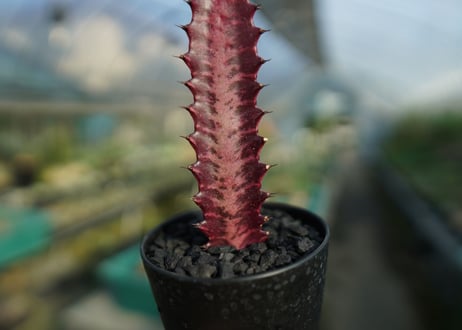 ユーフォルビア　紅彩雲閣　Euphorbia trigona f. rubra　No.3