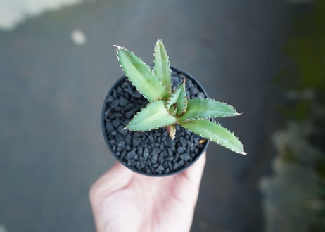 アガベ　チタノタ　FO-76　Agave titanota  FO-76　No.2