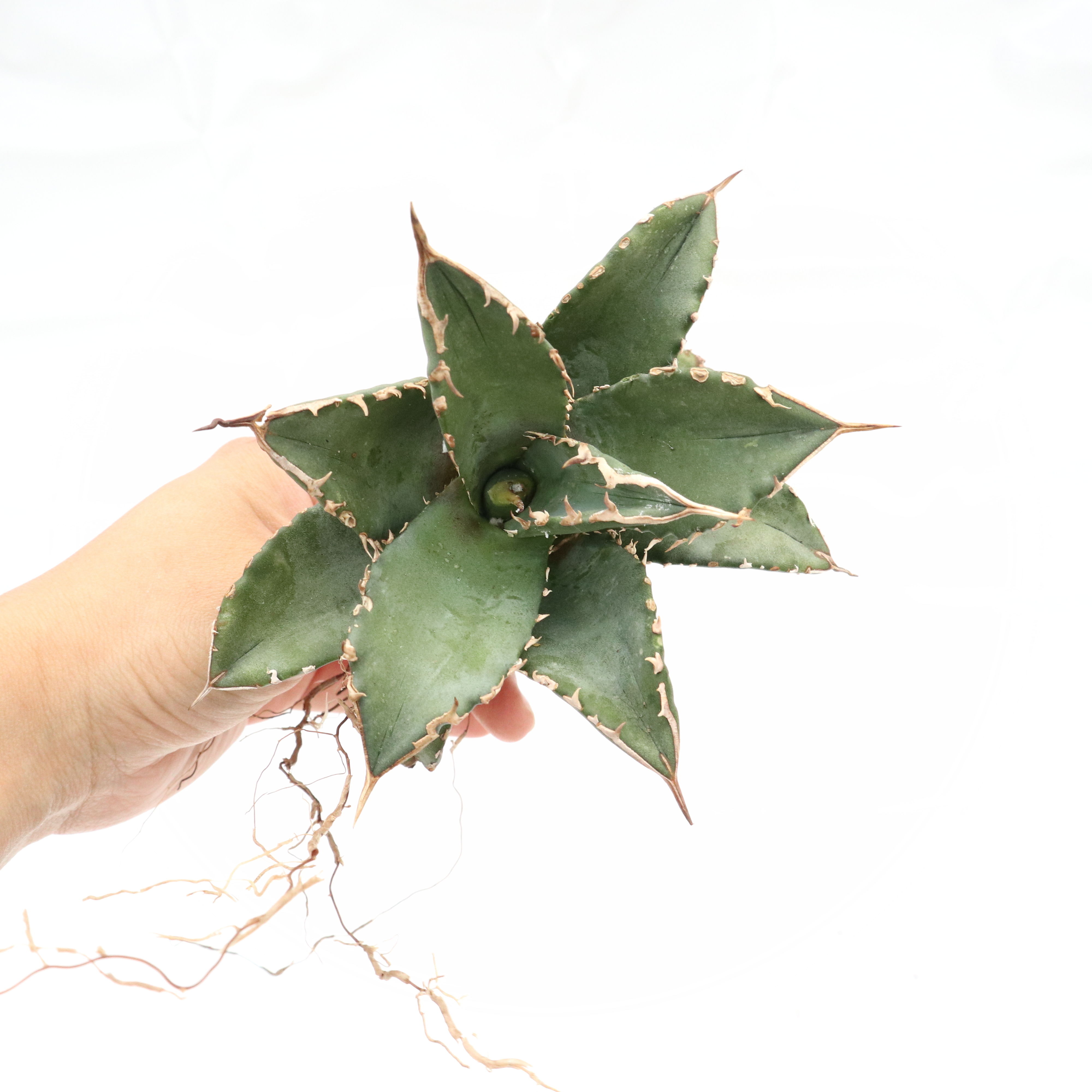 AGAVE TITANOTA FO-76 実生株 Agave titanota 'FO-76 teeth on back of leaf clo