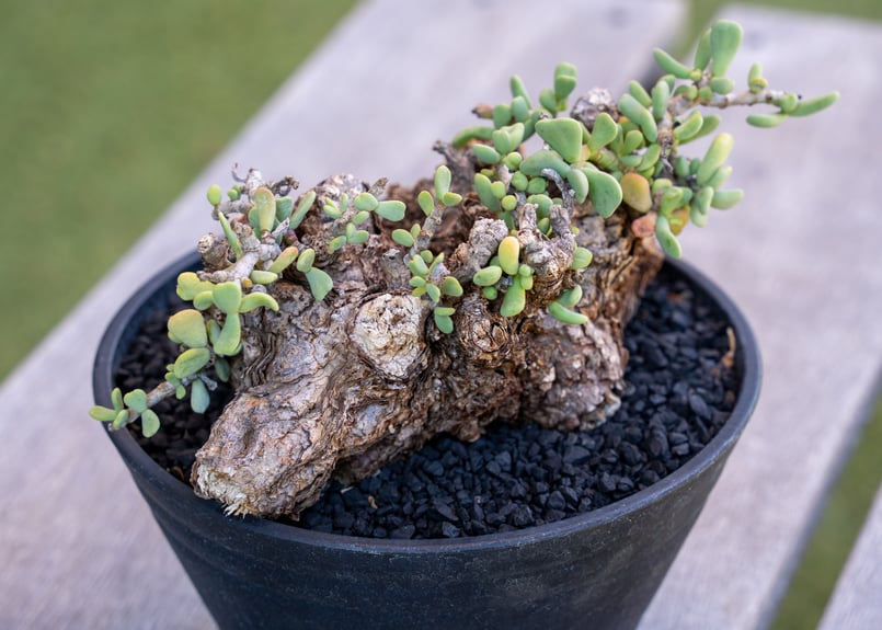 ケラリア ピグマエア　斑入り　レア？ ケラリア ピグマエア | mana's farm:塊根植物・アガベ・ドライガーデン