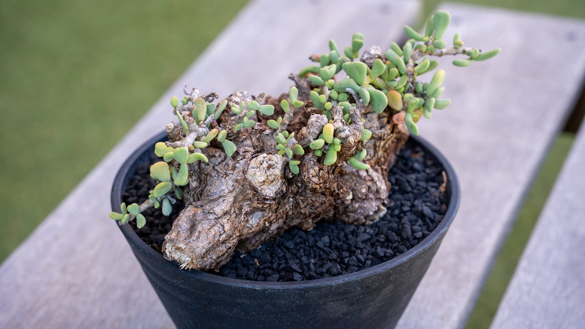 ケラリア ピグマエア | mana's farm:塊根植物・アガベ・ドライガーデン