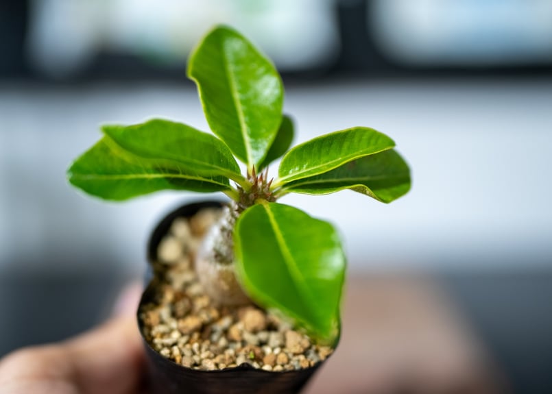 パキポディウム・ウィンゾリー 実生 まんまる パキポディウム パキポディウム・ウィンゾリー 実生 まんまる パキポディウム