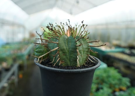 ユーフォルビア　スーパーバリダ　Euphorbia super valida  No.2