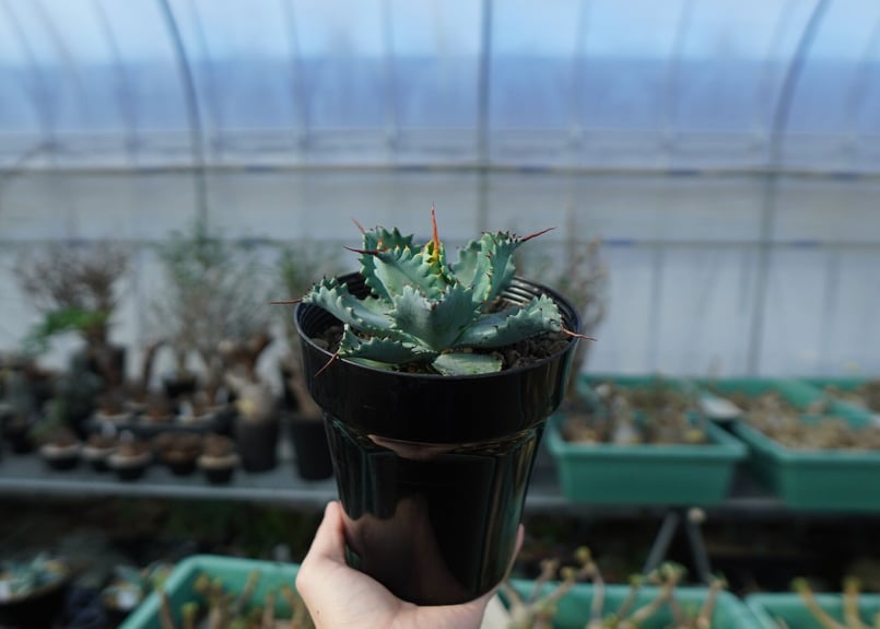 アガベ ポタトラム ”スポーン” agave potatorum アガベ ポタトラム ”スポーン” agave potatorum