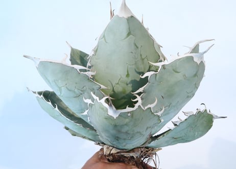 Agave titanota 'White Ice'  №２