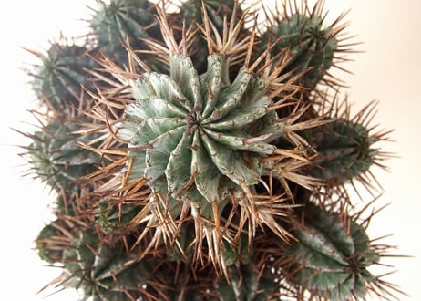 Euphorbia horrida　ユーフォルビア ホリダ群生
