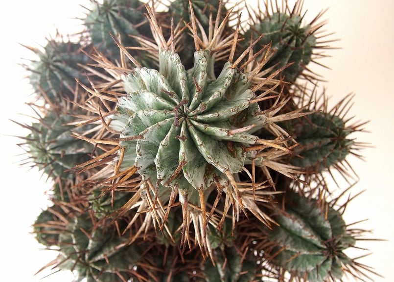 Euphorbia horrida ユーフォルビア ホリダ群生 | mana's green: Euphorbia horrida ユーフォルビア ホリダ群生 | mana's green: